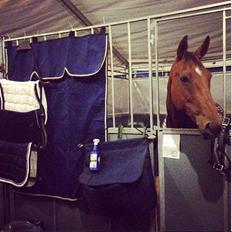 Dansk Varmblod Chili-Z (Ramona)