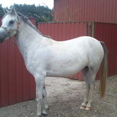 Anden særlig race Langholtgårds Lulu