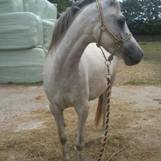 Anden særlig race Langholtgårds Lulu