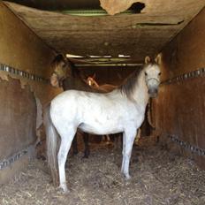 Anden særlig race Langholtgårds Lulu