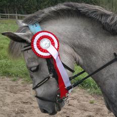 Anden særlig race Sugar