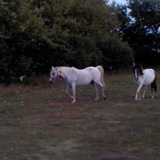 Anden særlig race Mille