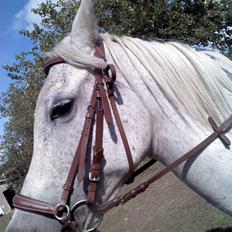 Anden særlig race Mille