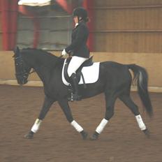 Anden særlig race Chico (Oldenborg/DSP)