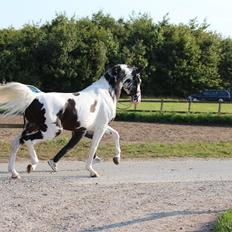 Pinto Atlantis PIH 120 Avlshingst