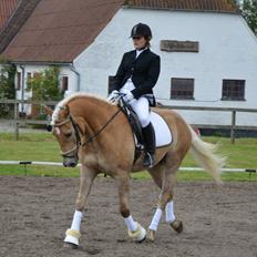 Haflinger Eskedalens Akinos