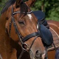 Dansk Varmblod Hoeck's Caliscan