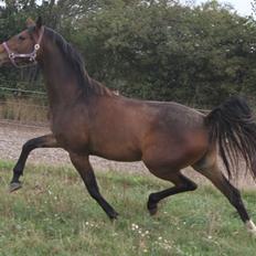 Dansk Varmblod Alby's Cocio