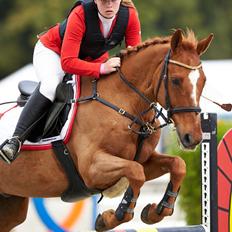 Irsk Sportspony Lakeland Little Wonder