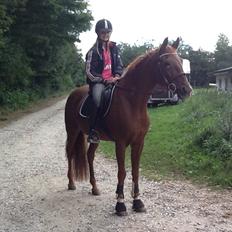 Hollandsk Sportspony IRIS #my bedst friend#