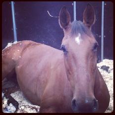 Dansk Varmblod Chili-Z (Ramona)