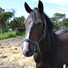 DSP Castellana Kærlund **5/9-2013** Min engel <3