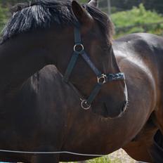 DSP Castellana Kærlund **5/9-2013** Min engel <3