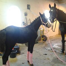 Frederiksborg Struntze's Look At Me *SOLGT*