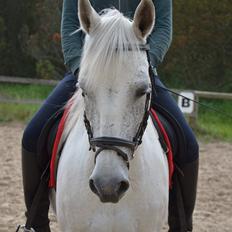 Anden særlig race Ronja