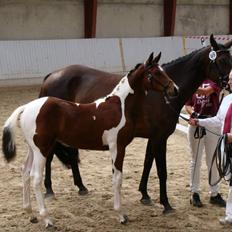 Pinto Gaasdal´s Spotlight