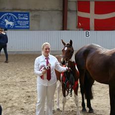 Pinto Gaasdal´s Spotlight