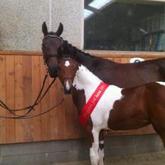 Pinto Gaasdal´s Spotlight