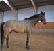 Trakehner Nemo