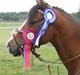 Welsh Pony (sec B) Bakkegaarden´s perfect prince