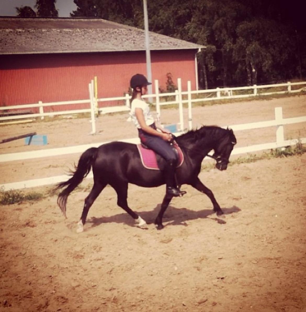 Welsh Pony af Cob-type (sec C) Engholms Bonnie Beate billede 7