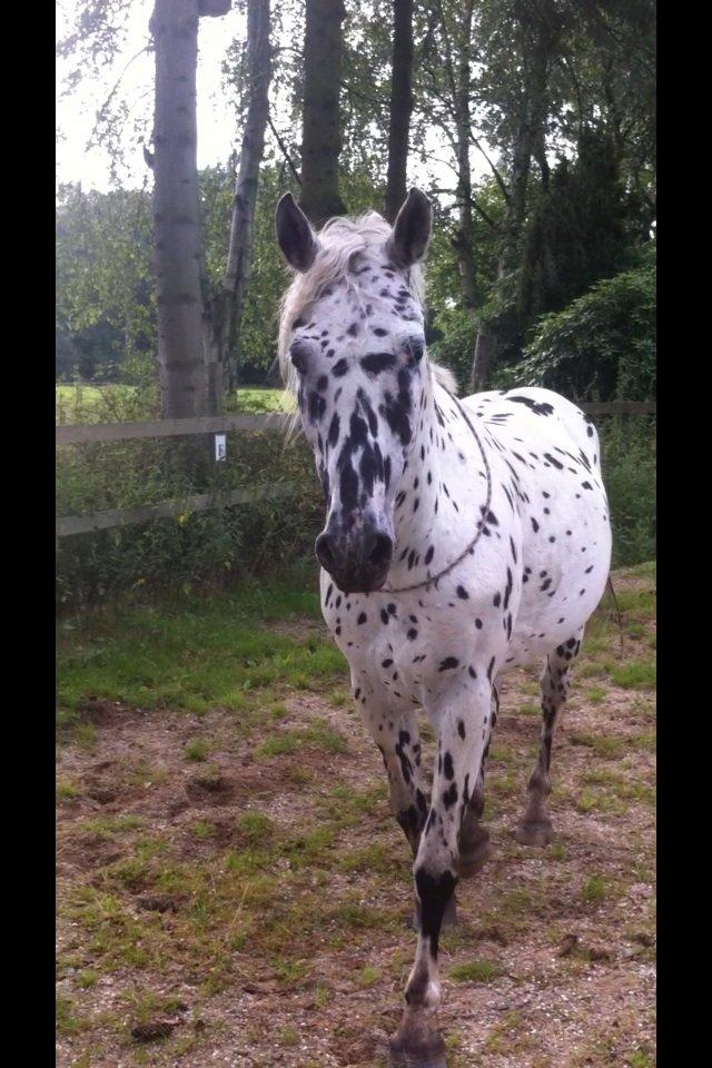 Knabstrupper Smør billede 13