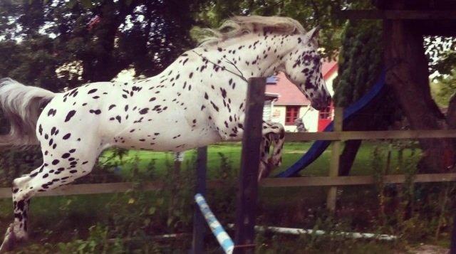 Knabstrupper Smør billede 16