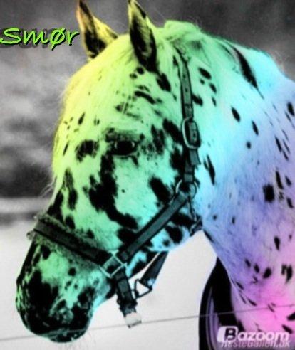 Knabstrupper Smør billede 17