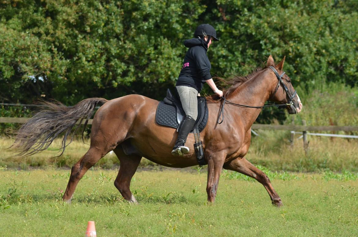 Hannoveraner Nimitz, (Bisnap.) billede 16