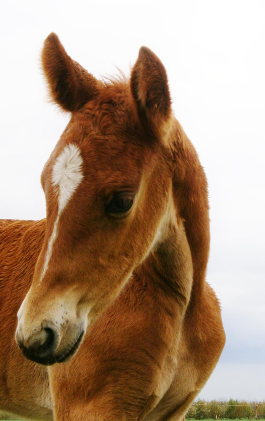 Frederiksborg Caimie Drage billede 1