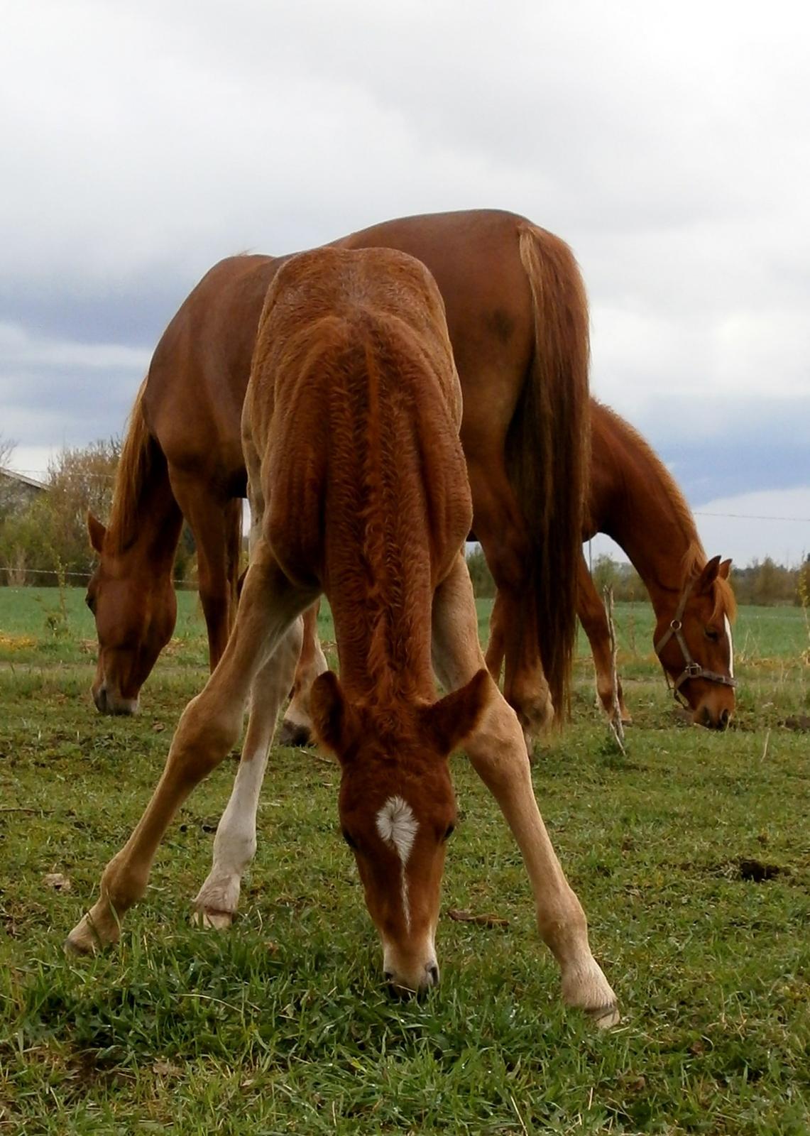 Frederiksborg Caimie Drage billede 2