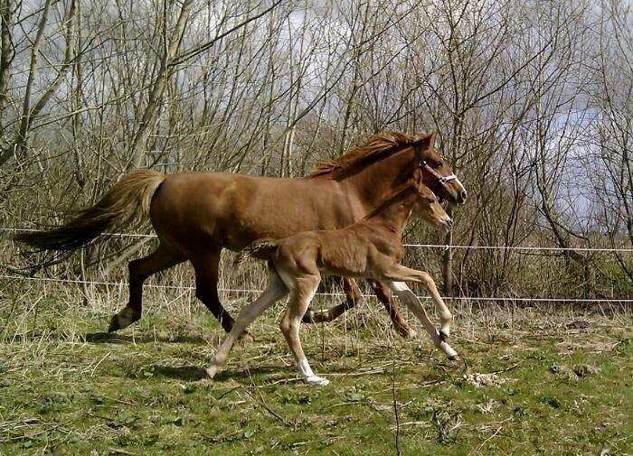 Frederiksborg Caimie Drage billede 3