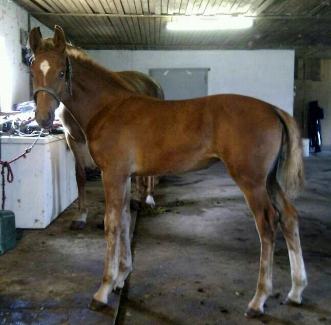 Frederiksborg Caimie Drage billede 4