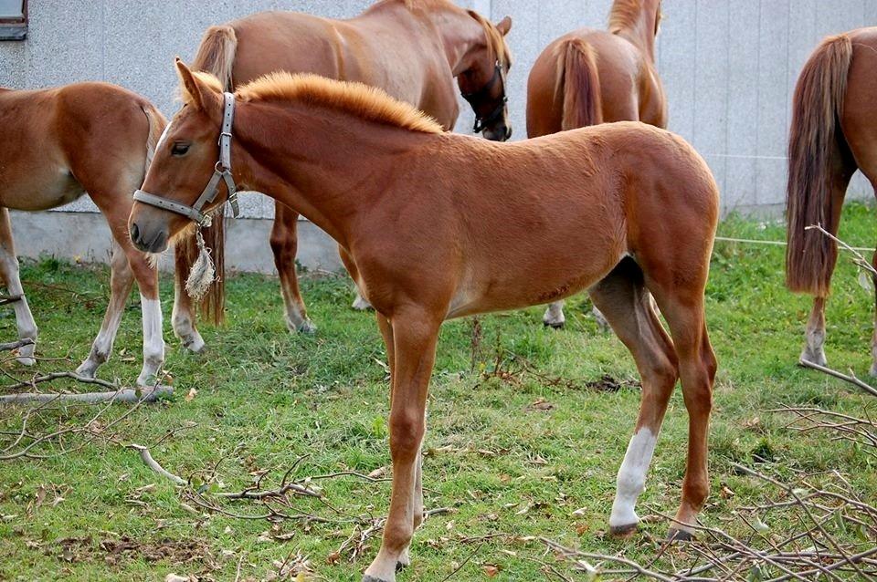 Frederiksborg Caimie Drage billede 5