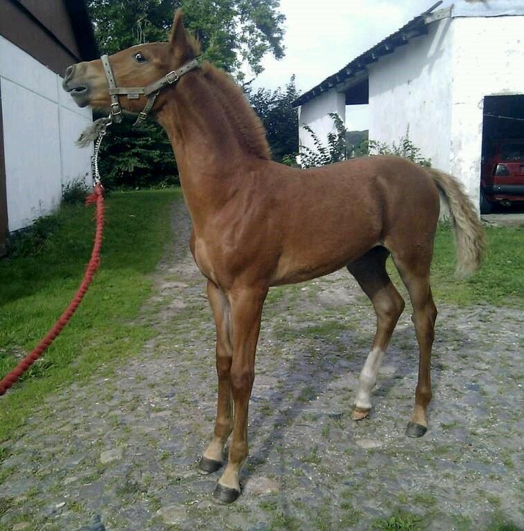 Frederiksborg Caimie Drage billede 6