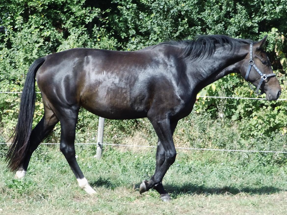 Dansk Varmblod WASA - 31/8-13 billede 33