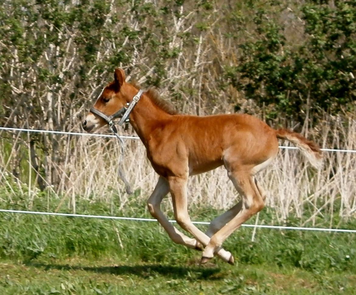 Frederiksborg Caimie Drage billede 7