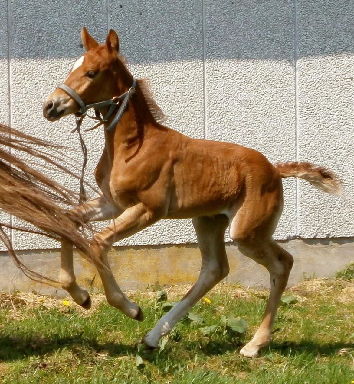 Frederiksborg Caimie Drage billede 8