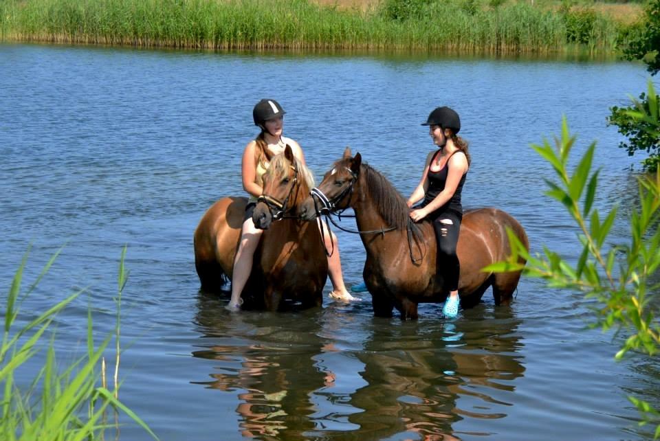 Anden særlig race Marielunds Faiht!<3 My Soulmate!<3 - Sommer, sol og pony! <3  billede 6