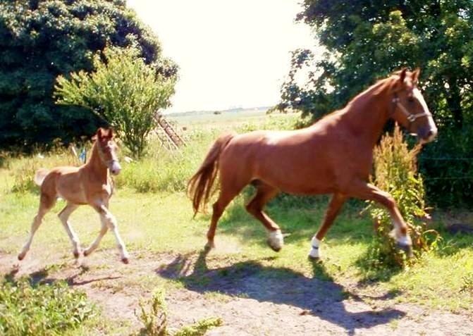 Frederiksborg Sarlot Drage billede 14