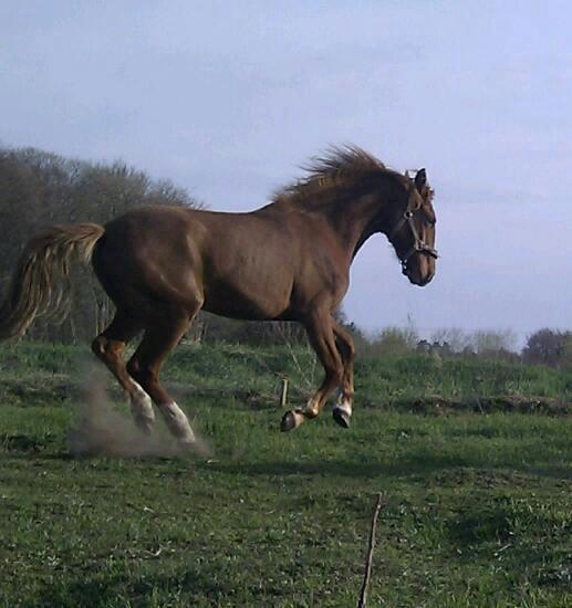 Frederiksborg MALICA DRAGE (Himmelhest) R.I.P <3 billede 2