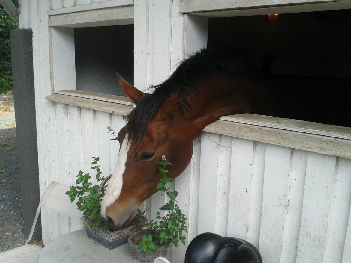 Oldenborg Phoebe de Ville billede 3