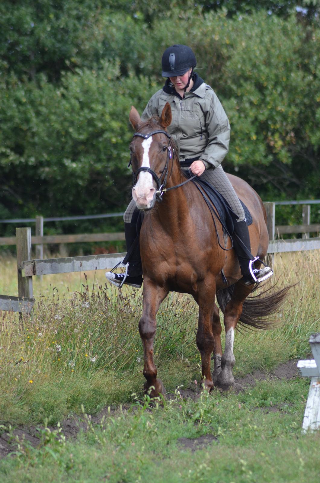 Hannoveraner Nimitz, (Bisnap.) billede 17