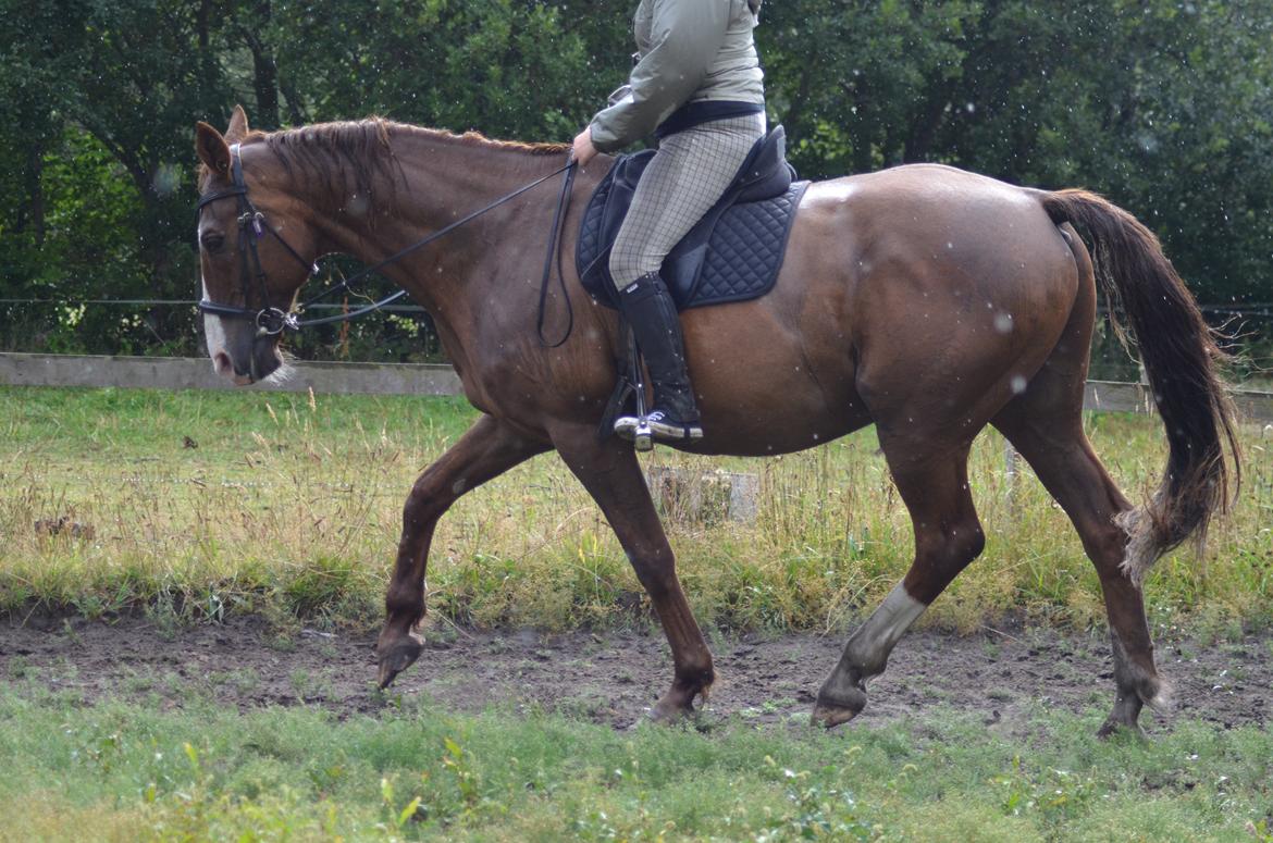 Hannoveraner Nimitz, (Bisnap.) billede 18