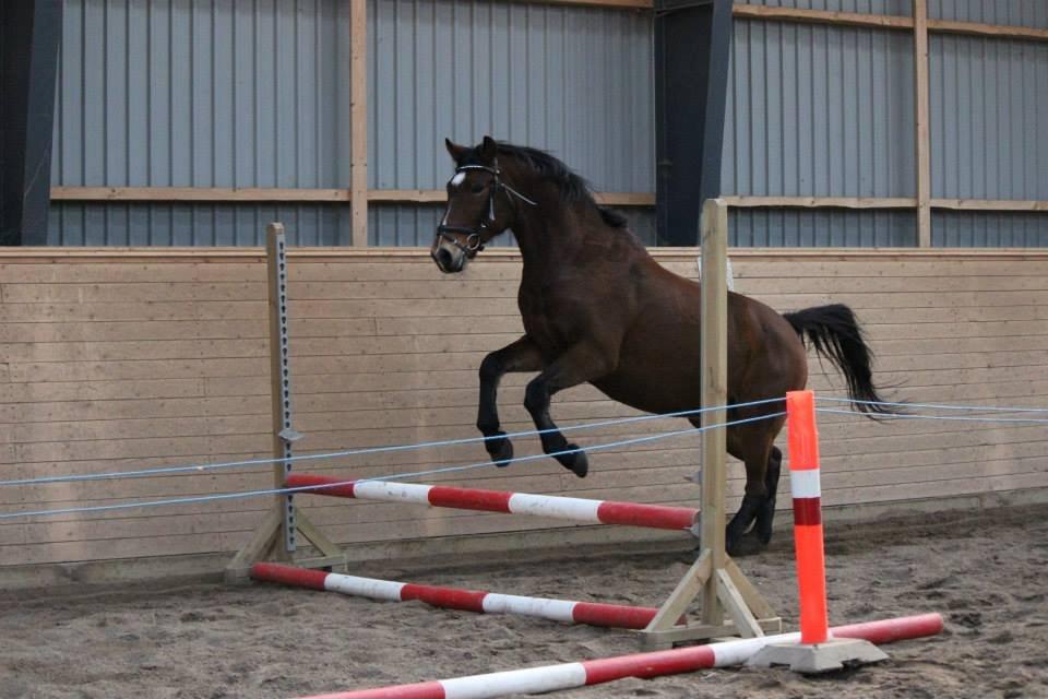 Anden særlig race Lacoste billede 6