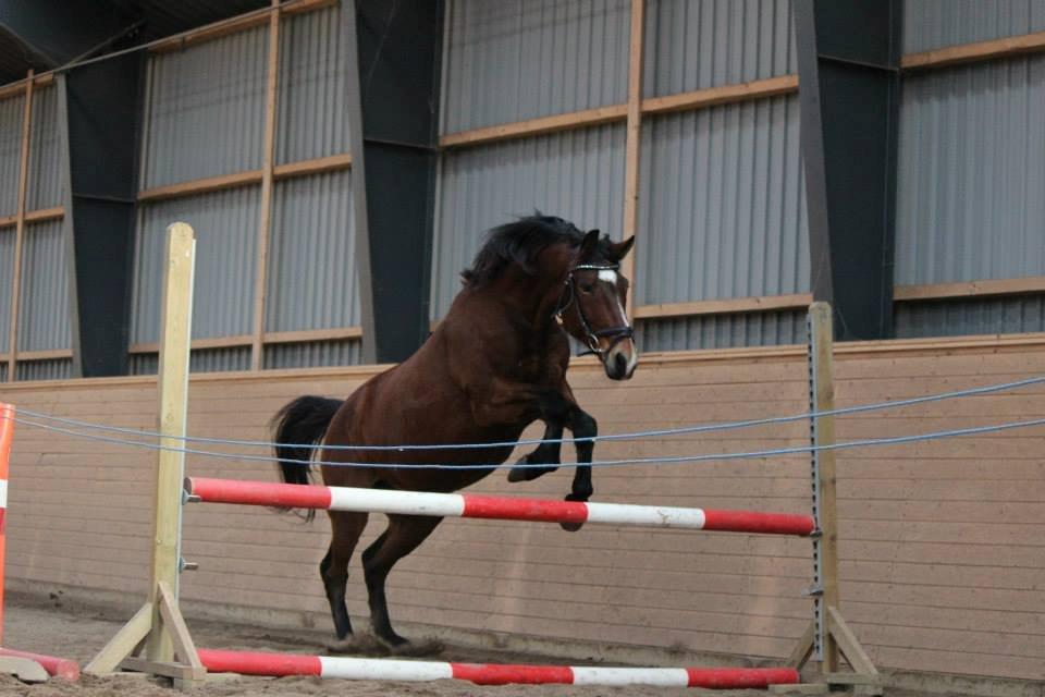 Anden særlig race Lacoste billede 5