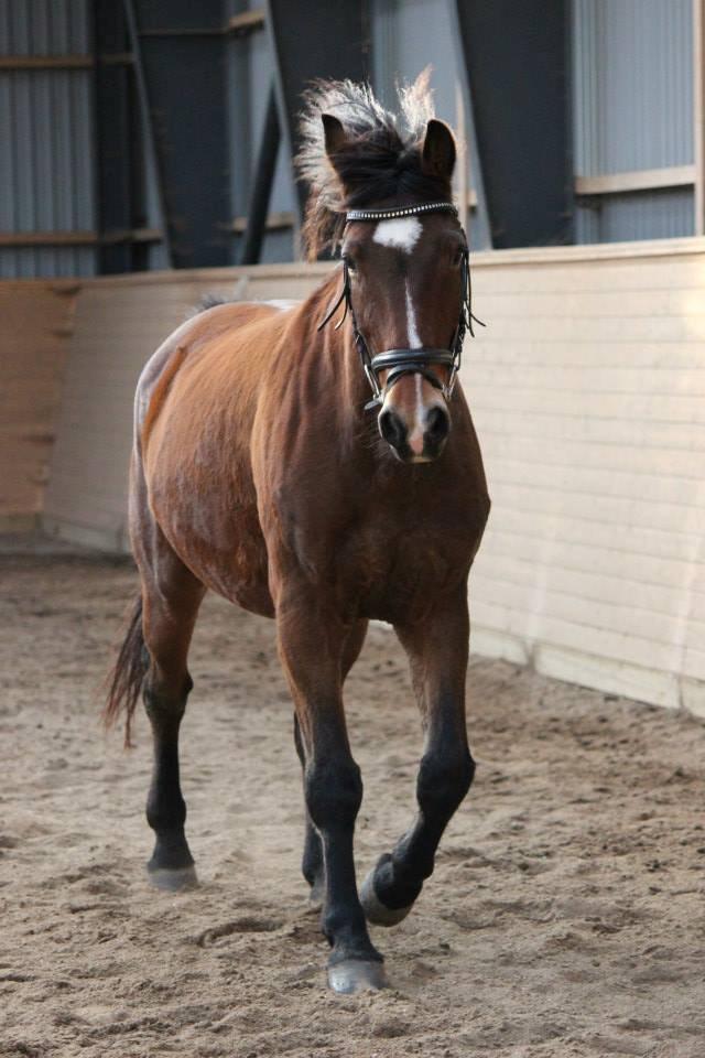 Anden særlig race Lacoste billede 8