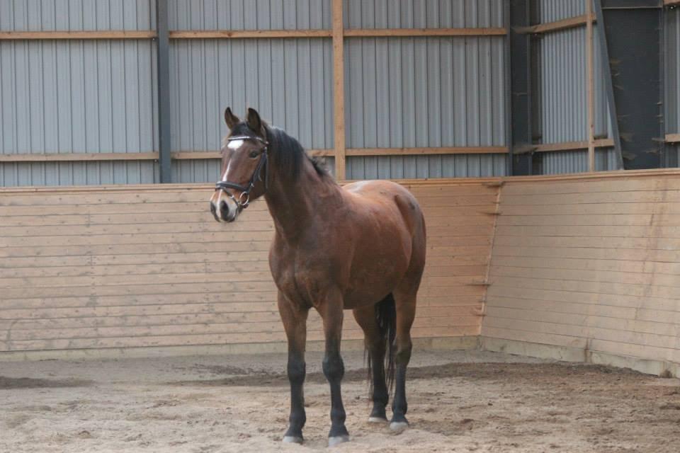 Anden særlig race Lacoste billede 7