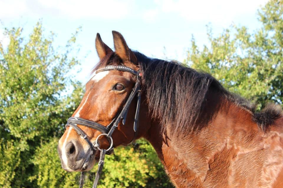 Anden særlig race Lacoste billede 9