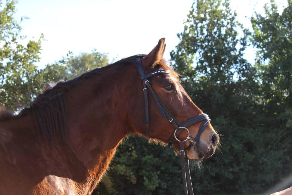 Anden særlig race Lacoste billede 10